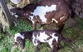 Desi Goat with 2 Bachay for sell in Sialkot