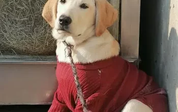 Labrador female for sale in Faisalabad