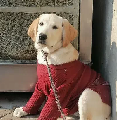 Labrador female for sale in Faisalabad