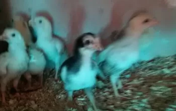 Aseel chicks for sale in LAhore