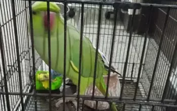 Taking Parrot for sale in Lahore