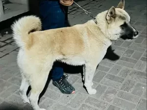 American Akita Dog for sale in Daska