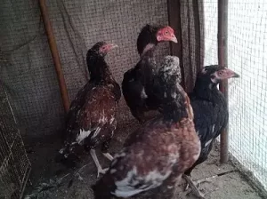 Hen for sale in Narowal