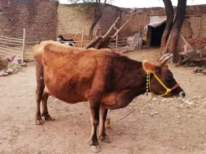 Jarsi cow for sale in Chakwal
