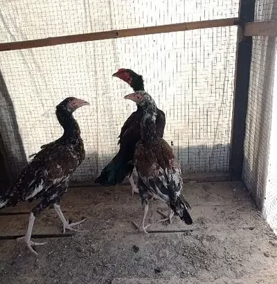 Hen for sale in Narowal
