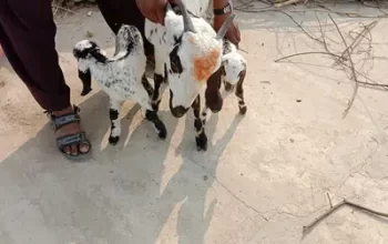 goat for sale in Sialkot