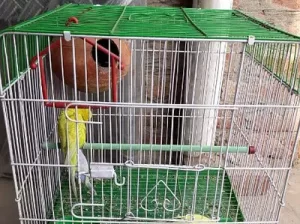 Australian Parrot for sale in Faisalabad