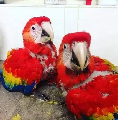 Macaw parrots and chicks sell in Gujranwala