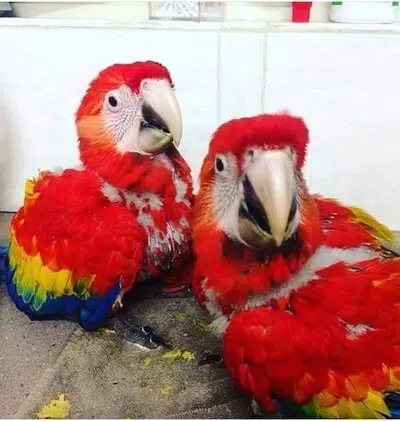 Macaw parrots and chicks sell in Gujranwala