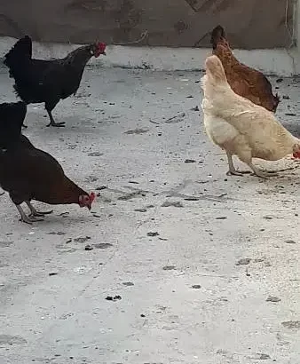 Egg laying Hen for sale in LAhore