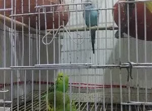 Parrots for sale in Gujranwala
