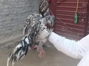 Assel Hen for sale in Salamatpura, Lahore