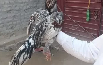 Assel Hen for sale in Salamatpura, Lahore