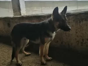 German Shepherd dog for sale in Chakwal