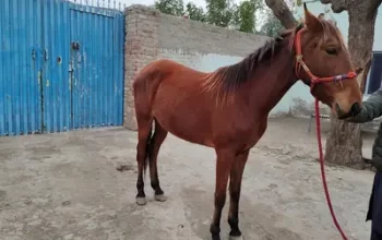 Beautiful female horse sale in Gojra