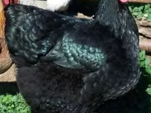 Australorp hen FOR SALE IN NAROWAL