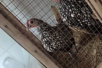 Silver Subrite chicks for sale in Lahore