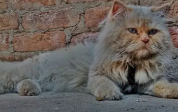 Persian cat male for sale in Faisalabad