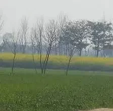 Agriculture land for sale in Jhang