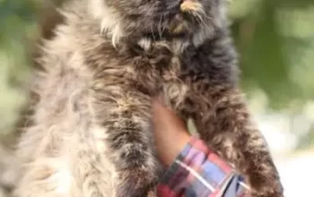 Calico female cat-parshian for sale in gojra