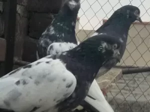 Teddy Pigeons for sale in Gujranwala