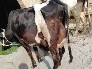 Cow for sale in Burewala