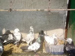 Pigeon Breader available in Gojra