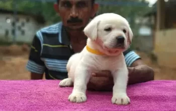 labrador puppies for sale in Islamabad