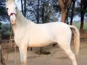 Horse for Sale in Jhang Sadar