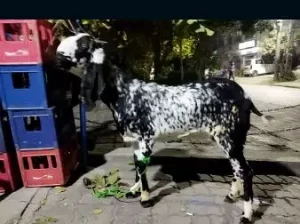 Goat for sale in Daska
