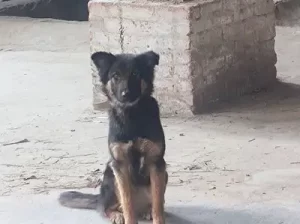 German shepherd puppy for sale in Gujranwala