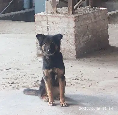 German shepherd puppy for sale in Gujranwala