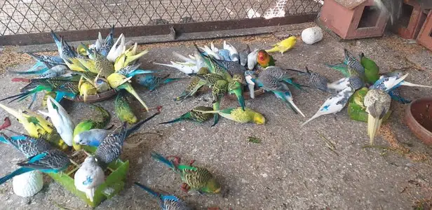 Astalian parrot’s for sale in Gujranwala