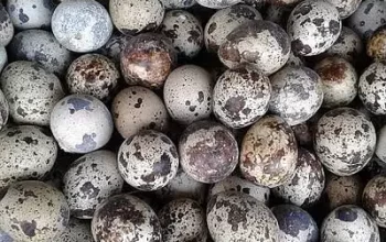 Batair Fertile eggs Available in Kasur