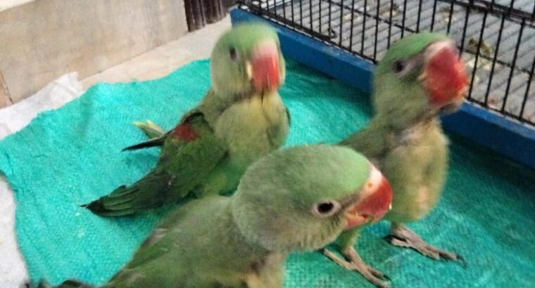 Raah Parrots – A Giant Talking & a breeding pair