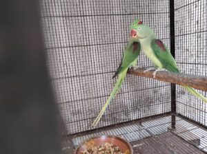 Raah Parrots – A Giant Talking & a breeding pair