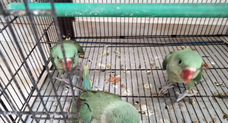 Raah Parrots – A Giant Talking & a breeding pair