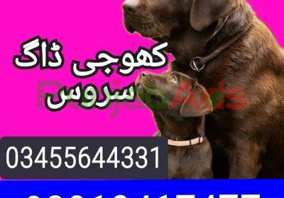 FB_IMG_17231852039794207-1