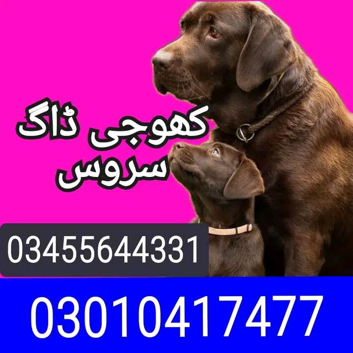 Army dog center 03017735103