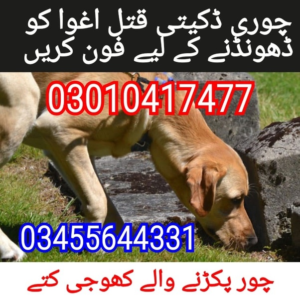 Army dog centre 03455644331