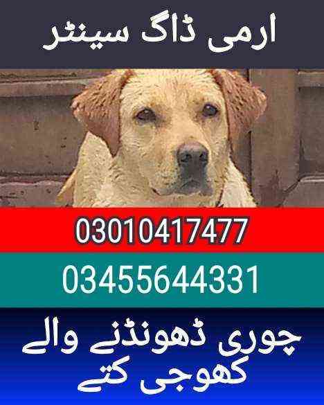 Army dog center 03010417477