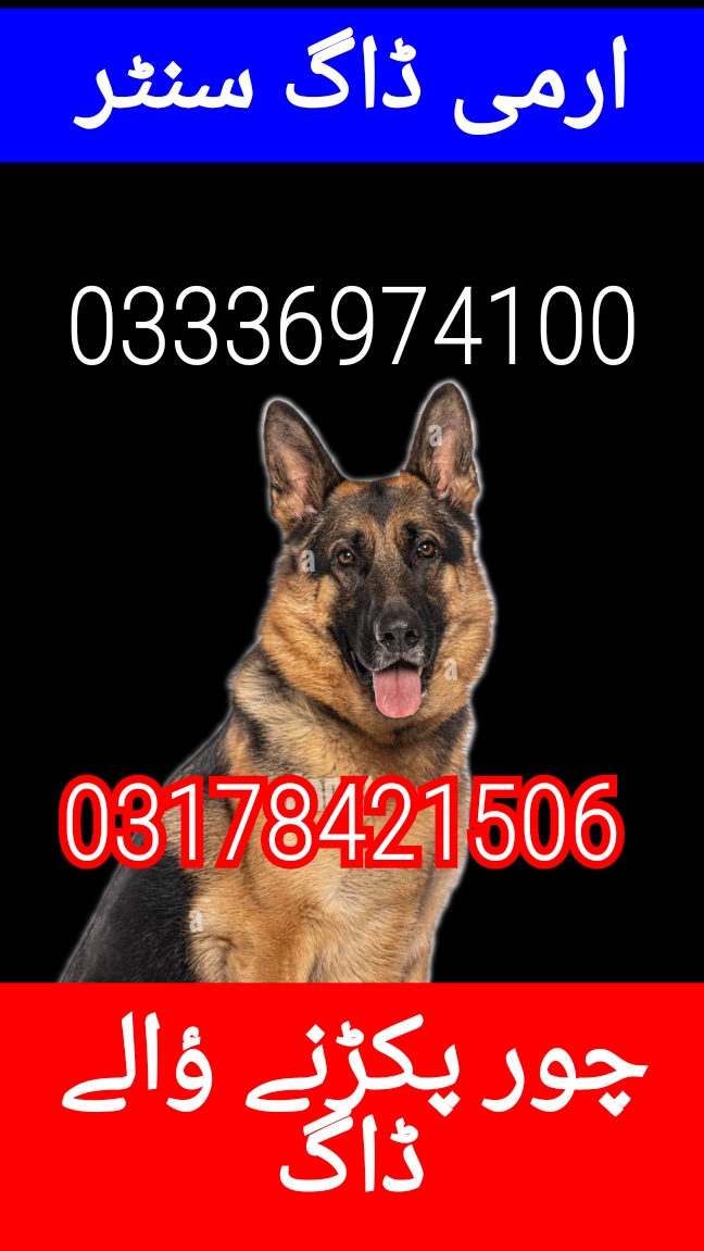 Army dog center (03336974100)